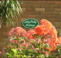 Lillypilly - Darwin Tourism