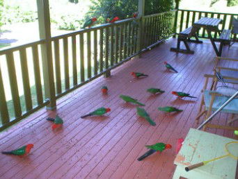 A Little Bit Of Heaven - Holiday Home - Darwin Tourism 8