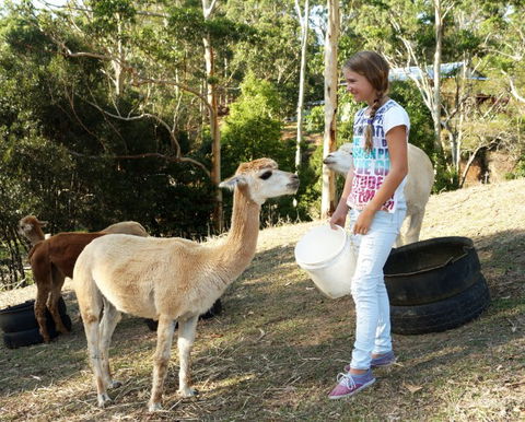 Wattle Gully Retreat - Darwin Tourism 5