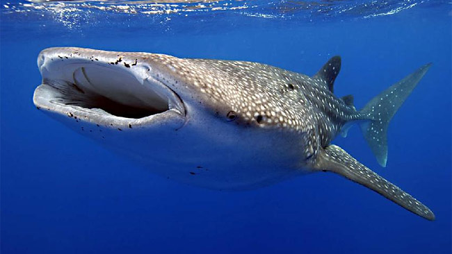 Exmouth Holiday Homes - Darwin Tourism