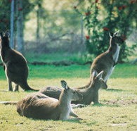 Tangkuinya - Darwin Tourism