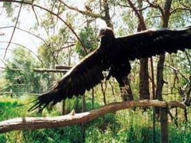 Ashton SA Darwin Tourism