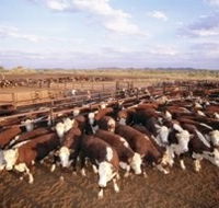 Bond Springs Outback Retreat - Darwin Tourism