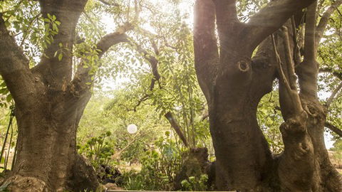 Trawool Cottages & Farmstay - Darwin Tourism 5