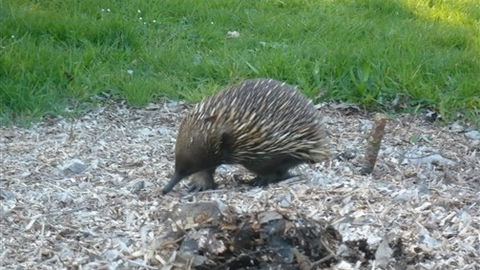 Sabrelyn Park - Darwin Tourism 5