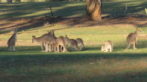Savernake Farmstay - Darwin Tourism 8