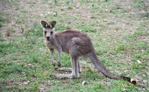 Burrinjuck Waters Holiday Park Accommodation - Darwin Tourism 1
