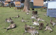 Durras Lake North Holiday Park - Darwin Tourism 4