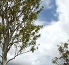 Glen Villa Resort and Tourist Park Casino - Darwin Tourism