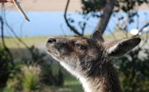 Joalah Holiday Park - Darwin Tourism 1