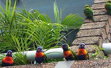 Aquajet Motel - Coffs Harbour - Darwin Tourism 4