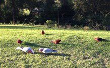 Eaglewood B And B And Farmstay - Darwin Tourism 3