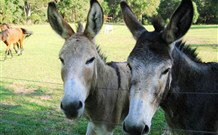 Red Hill Organics Farmstay - Darwin Tourism 5
