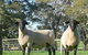 Red Hill Organics Farmstay - thumb 7