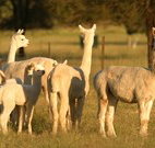 Waterfall Way Farmstay - Darwin Tourism