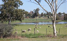 Yamba Farmstay - Darwin Tourism 5