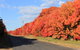 Yamba Farmstay - thumb 4