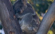 Renown House - Darwin Tourism 5