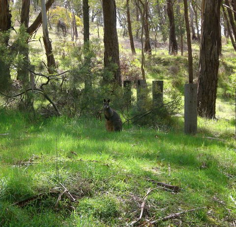 Mount Cole Cottages - Darwin Tourism 7