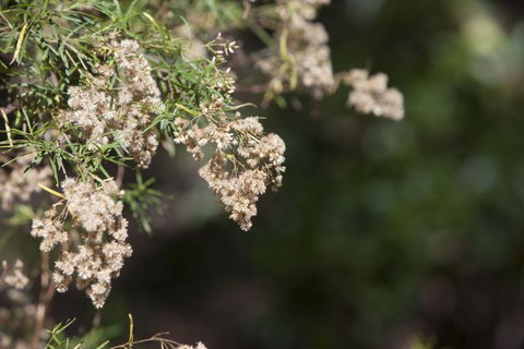 Kroombit Tops National Park Camping Ground - Darwin Tourism 2