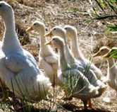 Duck Duck Goose Bed and Breakfast - Darwin Tourism