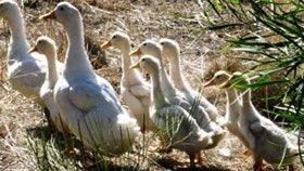 Duck Duck Goose Bed And Breakfast - Darwin Tourism 0