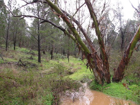 Beetaloo Grove - Darwin Tourism 2