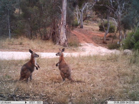 Beetaloo Grove - Darwin Tourism 3