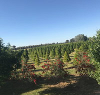 Rutherglen Christmas Trees Farm Stay - Darwin Tourism