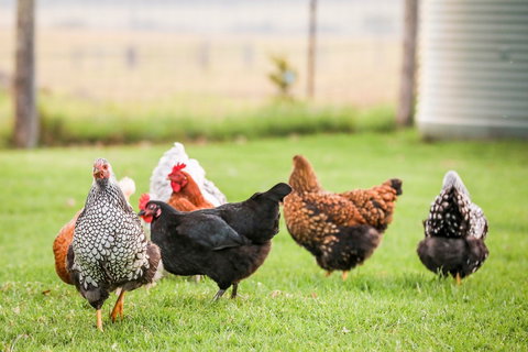 Old Schoolhouse Milton - Darwin Tourism 4