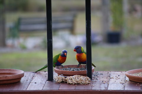 BellbirdHill Bed And Breakfast - Darwin Tourism 9