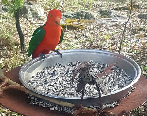 Fieri Natura In Kangaroo Valley - Darwin Tourism 2