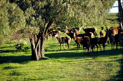 Caves Road Chalets - Darwin Tourism 2