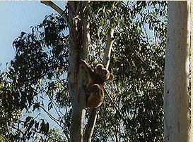 Bush Haven - Darwin Tourism 1