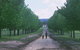The Oaks Ranch And Country Club - thumb 1