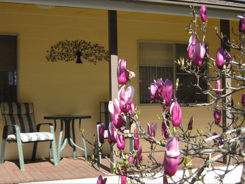 Figtree Cottage - Darwin Tourism 1
