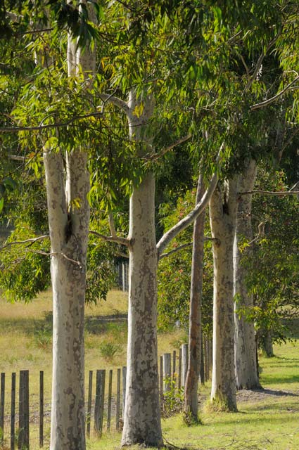 Stringybark Cottages - Darwin Tourism 0