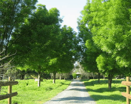 Ribbonwood Cottages - Darwin Tourism 2