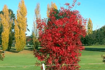 Tenterfield Golf Club Fairways Lodge - Darwin Tourism 2