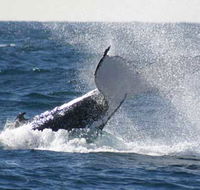 Whale Watching Sydney - Darwin Tourism