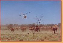 Kings Creek Station - Darwin Tourism 2