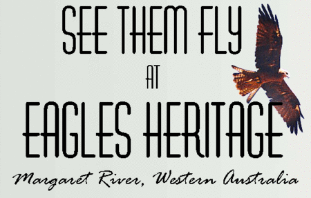 Eagles Heritage Raptor Wildlife Centre - Darwin Tourism