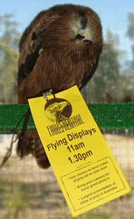 Eagles Heritage Raptor Wildlife Centre - Darwin Tourism 1