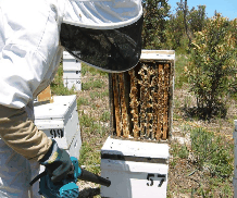 The House of Honey - Darwin Tourism