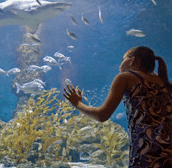 The Aquarium of Western Australia - Darwin Tourism