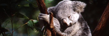 Koala and River Cruise by Mirimar Cruises - Darwin Tourism