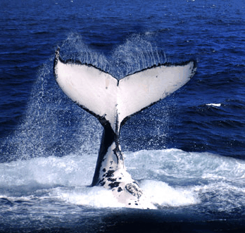 Brisbane Whale Watching - Darwin Tourism 0