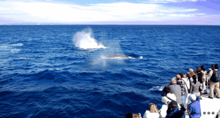 Brisbane Whale Watching - Darwin Tourism 1