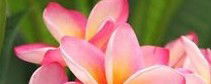 Richmond Wellness Centre - Darwin Tourism 3
