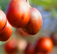 Tropical Fruit World - Darwin Tourism